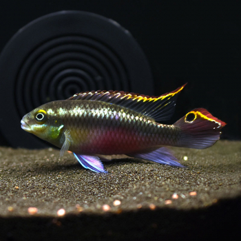 Purpurprachtbarsch, Pelvicachromis pulcher